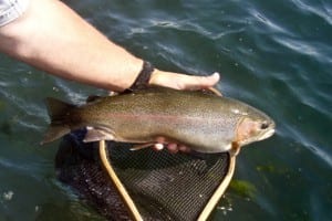 fall-river-rainbow-trout