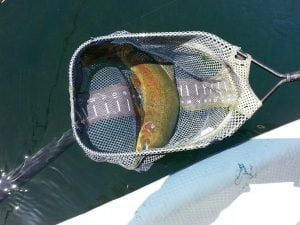 Art Teter - Fall River Fly Fishing