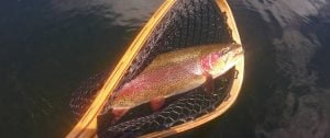 Fall River Rainbow Trout - Fly Fishing Guide Fall River
