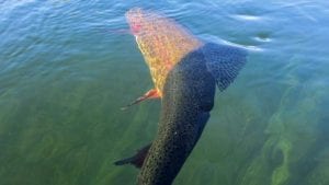 Fall River - artteter.com